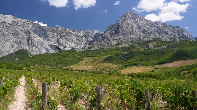 Beautiful rows of grapevines in a Mediterranean vineyard with a breathtaking backdrop of massive rocky mountain peaks and green forests on a sunny day in the countryside