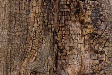 Close-up of old cracked wood bark texture