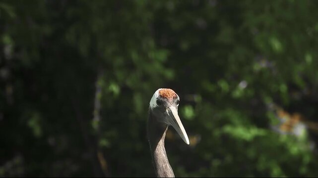 Portrait of a Japanese crane against a blurred background