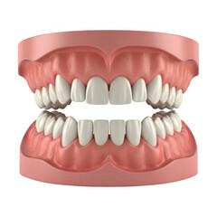 Obraz premium Human Teeth and Gums Dental Model for Medical Education and Dentistry isolated on transparent background