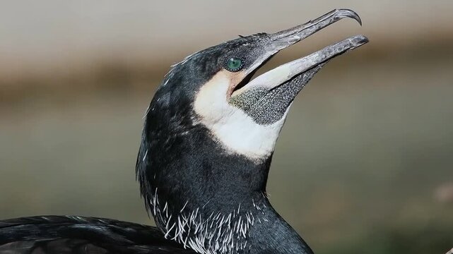 cormorant breathes heavily during the heat against a blurred background, slow motion