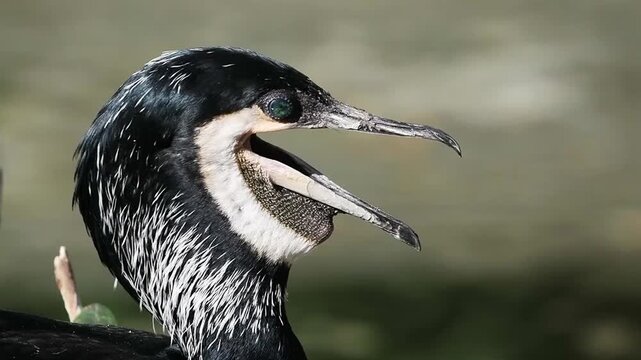 cormorant breathes heavily during the heat against a blurred background, slow motion