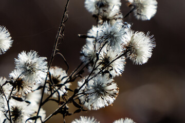 Delicate Wildflowers in Soft Light