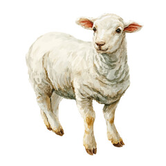 Fototapeta premium Watercolor isometric artwork featuring Lamb, presented on white background.