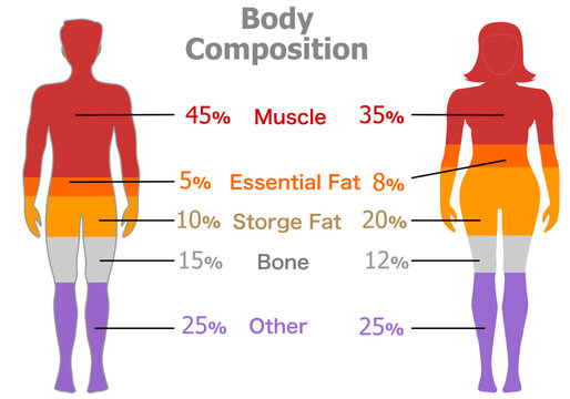 Human body composition, women, men: Muscle, essential fat, bone, body comparison, healthy boy, girl. Body percentage composition, ratio, level, color scheme. Vector illustration