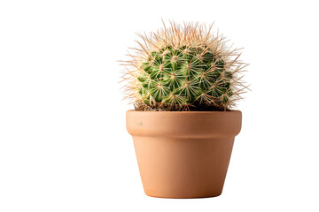 Green cactus in clay pot with spines and natural texture