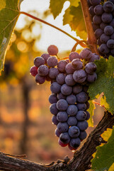 Ripe Purple Grapes Hanging on Vine at Sunset
