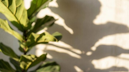Obraz premium Blurred green leaves of a Ficus Lyrata and their shadow on a white wall. The sunlight creates a warm, abstract aesthetic. Perfect for backgrounds or natural design concepts.