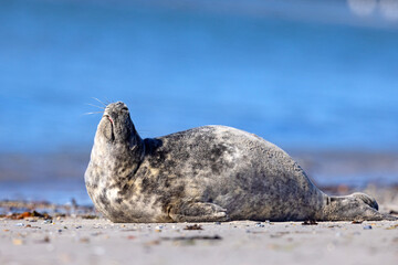 Szarytka morska, foka szara (Halichoerus grypus) © Grzegorz