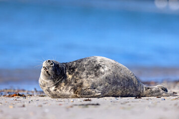 Szarytka morska, foka szara (Halichoerus grypus) © Grzegorz