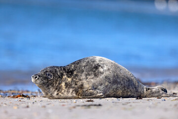Szarytka morska, foka szara (Halichoerus grypus) © Grzegorz