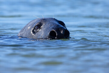 Szarytka morska, foka szara (Halichoerus grypus) © Grzegorz