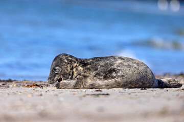 Szarytka morska, foka szara (Halichoerus grypus) © Grzegorz