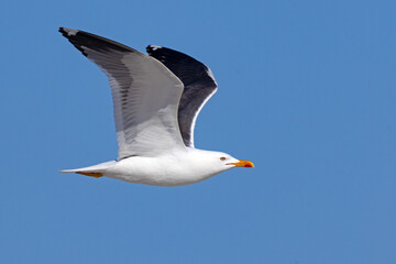 Mewa żółtonoga (Larus fuscus) © Grzegorz