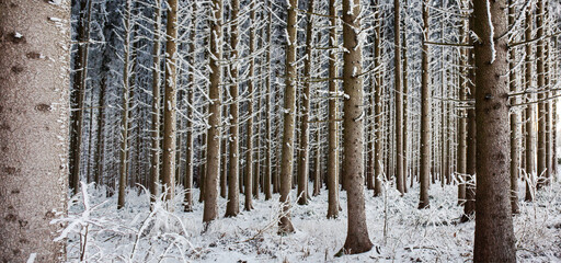 Winter Forrest Trees 