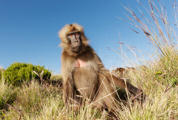 Gelada baboon male grazing in Simien mountains national park, Ethiopia