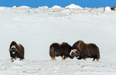 Three Musk oxen in sunny winter landscape, Dovrefjell National Park, Norway