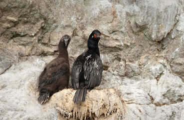 Rock shags nesting on rocky cliffs in Falkland Islands