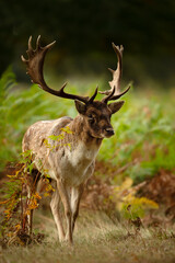 Fallow deer stag standing among green ferns in autumn meadow