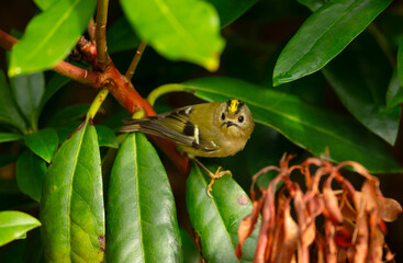 Close-up of Goldcrest perching on tree branch