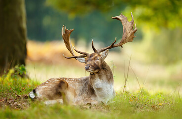 Fallow deer stag lying on grass in autumn meadow