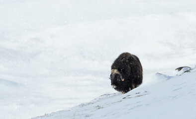 Musk ox standing in snowy winter landscape