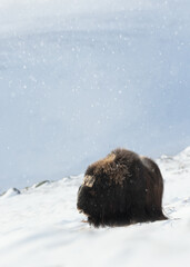 Musk ox standing in snowy winter landscape