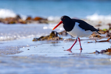 Ostrygojad (Haematopus ostralegus) © Grzegorz