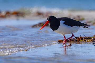 Ostrygojad (Haematopus ostralegus) © Grzegorz