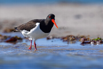 Ostrygojad (Haematopus ostralegus) © Grzegorz