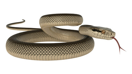 Snake coiled with tongue out on black background