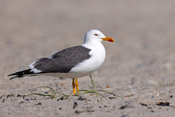Mewa żółtonoga (Larus fuscus) © Grzegorz