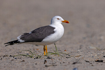 Mewa żółtonoga (Larus fuscus) © Grzegorz