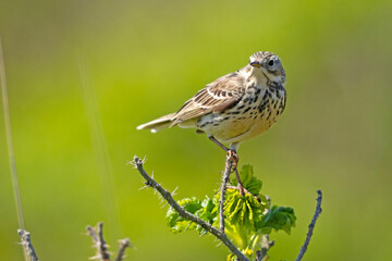 Świergotek łąkowy (Anthus pratensis) © Grzegorz