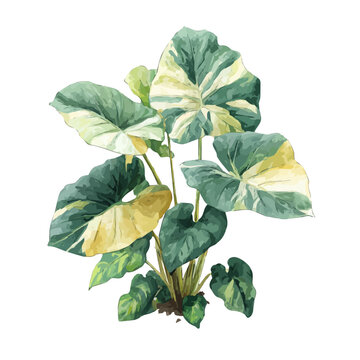 peace lily spathiphyllum plant Spathiphyllum (Peace Lily)  Tipton & Hurst