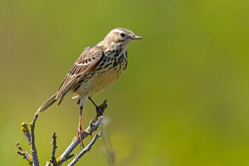 Świergotek łąkowy (Anthus pratensis) © Grzegorz