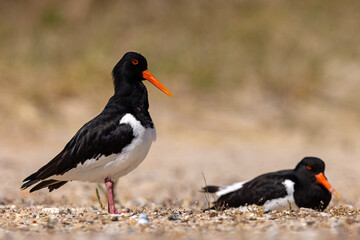 Ostrygojad (Haematopus ostralegus) © Grzegorz