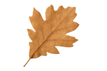 Obraz premium Dry oak leaf representing autumn season with transparent background
