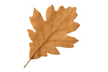 Dry oak leaf representing autumn season with transparent background