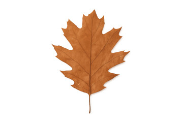 Fototapeta premium Dry oak leaf showing brown autumn foliage