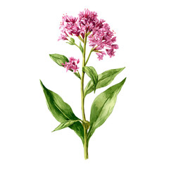 Watercolor isometric artwork featuring Valerian, presented on white background.