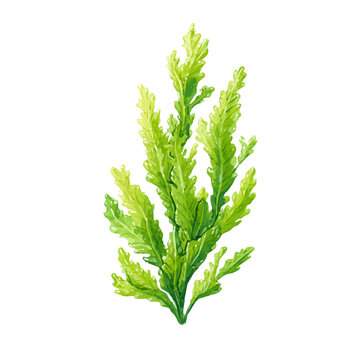 Elodea illustrated in isometric watercolor style, isolated on white.