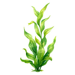 Fototapeta premium Isometric-style watercolor depiction of Elodea, set against a white background.