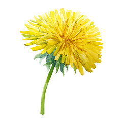 Naklejka premium A watercolor isometric illustration of Dandelion, cleanly isolated on white background.