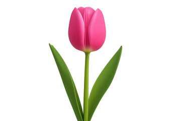 Fototapeta premium Pink tulip flower stem green leaves transparent background