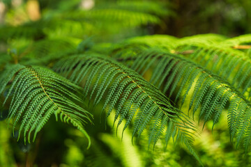 Macro close-up of the delicate, segmented fronds and intricate pattern of a vibrant green tropical fern plant
