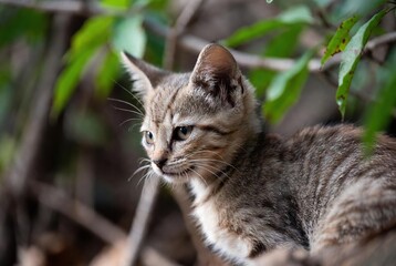 Obraz premium Cute tabby kitten with striped fur and whiskers, focused gaze in a soft green