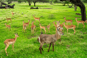 A mixed herd of Impala and Waterbuck antelopes standing and grazing on a vast, lush green savannah field © ronedya
