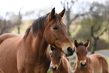 Obraz premium Brown mare and two young foals in a blurred natural outdoor landscape