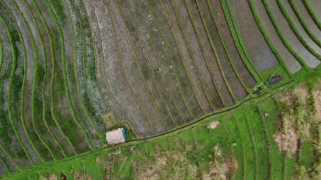 Aerial drone view over Bali's terraced rice paddies at different levels of maintenance and with their sinuous lines